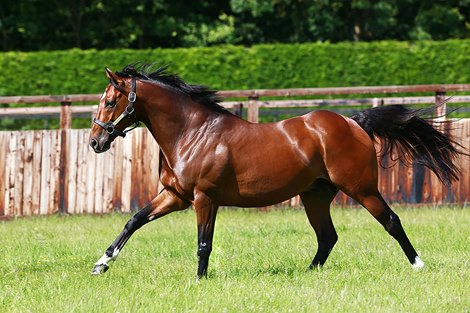 Frankel - Juddmonte Farms