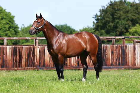 Frankel - Juddmonte Farms