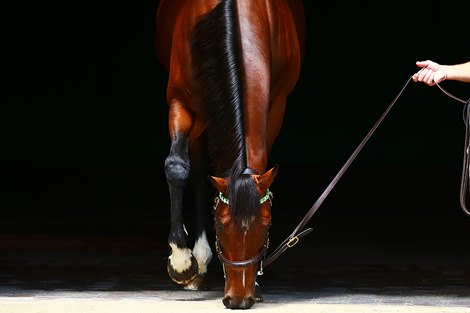 Frankel - Juddmonte Farms