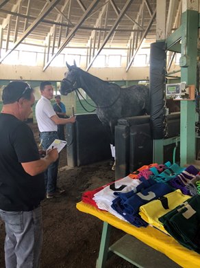 A horse is weighed before a race at Santa Anita Park