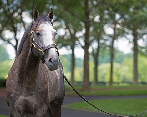 Arrogate at Juddmonte Farm on July 23, 2018 in Lexington, Kentucky.