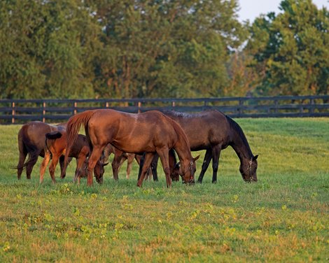 mares and foals<br><br />
Glennwood Farm scenes June 18, 2018 Glennwood Farm in Versailles, Kentucky. 
