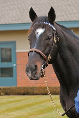 Medaglia d’Oro, head shot 2009