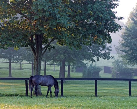 Arrogate at Juddmonte Farm on July 23, 2018 in Lexington, Kentucky. 