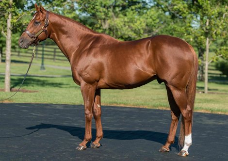 Speightstown at WinStar Farm in Versailles, KY