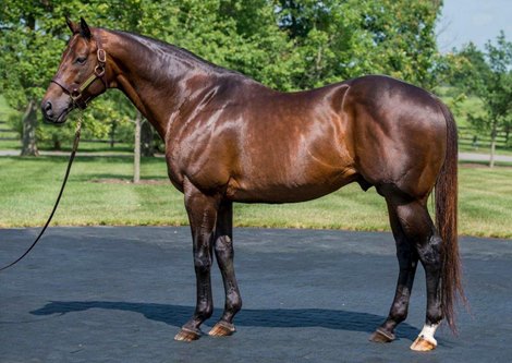 Congrats at WinStar Farm in Versailles, KY.