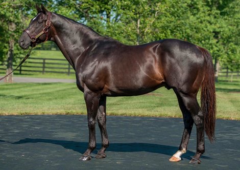 More Than Ready at WinStar Farm in Versailles, KY.