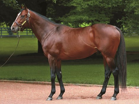 Karakontie (JPN) stands at Gainesway