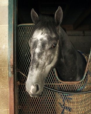 Knicks Go - Head Shot - Keeneland - 10-25-18