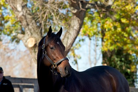 Blame at Claiborne Farm