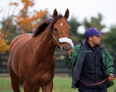 Accelerate arrives at Lane&#39;s End near Versailles, Ky. 