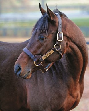 Arch's son Blame is also making his mark as a sire