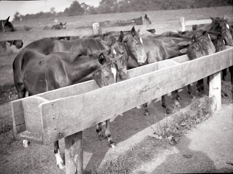 August Belmont&#39;s weanling crop in 1917: Man o&#39; War, third from left