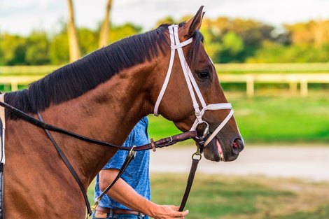 Audible - Morning - Palm Beach Downs - 120818