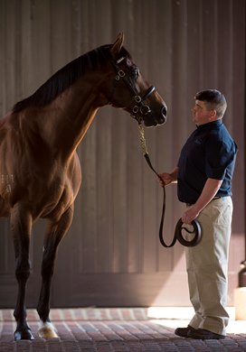 Exceed and Excel at Dalham Hall Stud, Newmarket 10.7.15 Pic: Edward Whitaker