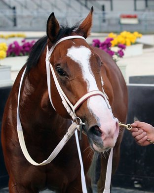 Maximus Mischief after winning the 105th Running of the Remsen (GII) at Aqueduct on December 1, 2018. Photo By: Chad B. Harmon