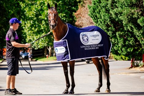 Winx pictured at the stables at Rosehill Gardens Racecourse