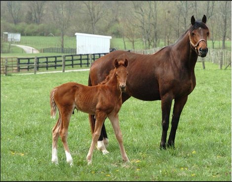 The Player as a foal with his dam Hour Queen at Indian Ridge Farm, near Frankfort, Ky.