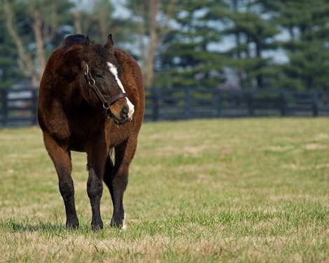 A.P. Indy at Lane&#39;s End Farm near Versailles, Ky., on Dec. 18, 2018. in his paddock