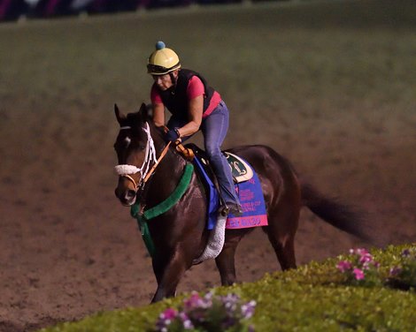 Bravazo - Morning - Gulfstream Park - 012019