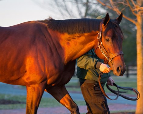City  of Light arrive at Lane&#39;s End Farm near Versailles, Ky., on Jan. 28, 2019.