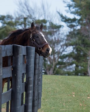 A.P. Indy at Lane&#39;s End near Versailles, Ky.