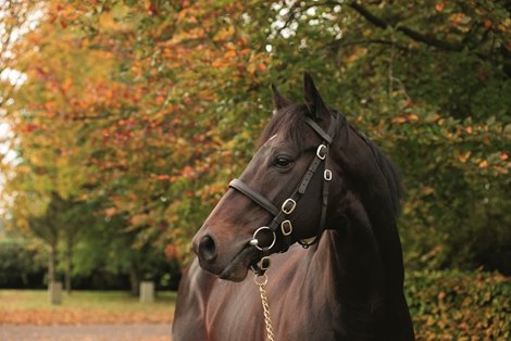 Recognition at the National Stud