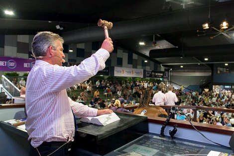 2019 Magic Millions Gold Coast Yearling Sale Scene