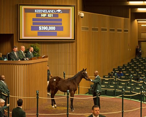 Hip 621 colt Union Rags from Zondaq and Indian Creek Keeneland January sales at Keeneland in Lexington, Ky., on January 7, 2019.