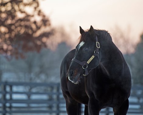 Medaglia d'Oro at Darley Godolphin near Lexington, Ky., on January 21, 2019. Winter day before sunrise, 5 degrees.