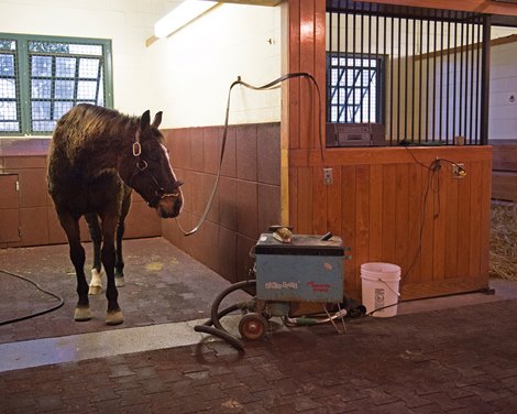 A.P. Indy at Lane&#39;s End near Versailles, Ky.  Watching groom Asa Haley  as he gets ready to vacuum.