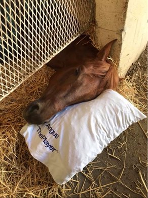 The Player napping at Fair Grounds Race Track &amp; Slots
