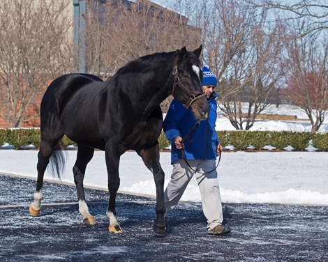 Medaglia d'Oro at Darley Godolphin near Lexington, Ky., on January 21, 2019.