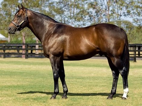 Champion racehorse and sire Redoute&#39;s Choice (AUS)