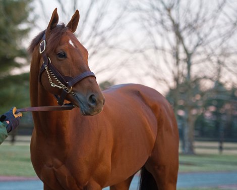 Accelerate arrives at Lane&#39;s End Farm near Versailles, Ky., on Jan. 28, 2019.