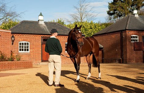 Frankel stands with his groom Rob Bowley at Banstead Manor Stud Saxon Street, 22.11.12 Pic: Edward Whitaker