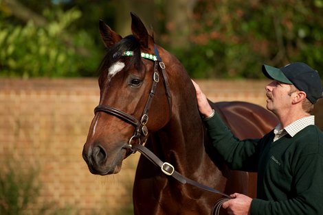 Frankel and his groom Rob Bowley at Banstead Manor Stud Saxon Street, 22.11.12 Pic: Edward Whitaker