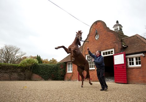 Pivotal at Cheveley Park Stud