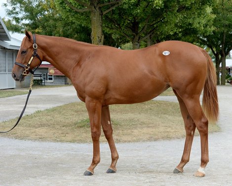 Monomoy Girl at the 2016 Keeneland September Yearling Sale