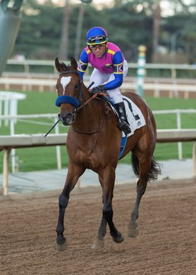 Jockey Joel Rosario guidse Mucho Gusto to the winner&#39;s circle after their victory in the $200,000 California Cup Oaks, Monday, February 18, 2019 at Santa Anita Park, Arcadia CA.<br><br />
&#169; BENOIT PHOTO