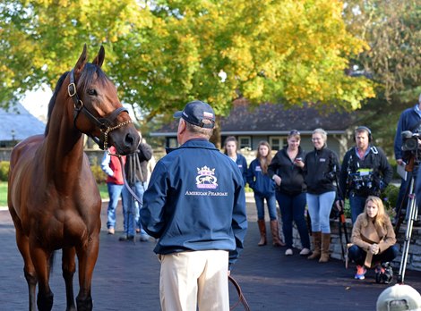 American Pharoah with Stallion Manager Richard Barry and media<br><br />
American Pharaoh at Keeneland morning after Classic win on Nov. 1, 2015, Fasig-Tipton November sales images on Nov. 1, 2015, and American Pharaoh arriving at Ashford Stud in Versailles, Ky. on Nov. 2, 2015.