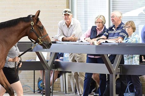 2019 Inglis Premier Yearling Sale Scene