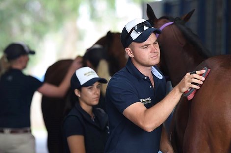 2019 Inglis Premier Yearling Sale Scene