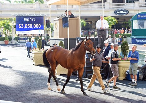 Hip 173, 2019 Fasig-Tipton Selected 2 Year Olds in Training Sale at Gulfstream Park