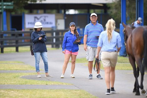 2019 Inglis Melbourne Premier Yearling Sale Scene