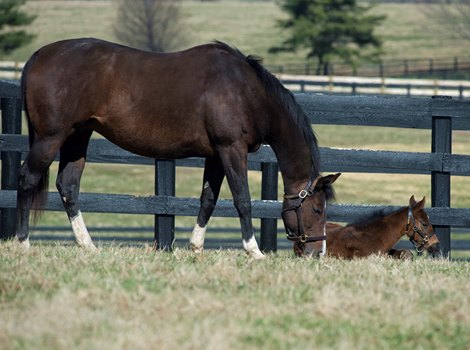 Songbird with her first foal, a 2019 filly by Arrogate, born Jan. 28, at Timber Town Stable in Lexington, Ky., on Feb. 25, 2019. Songbird is owned by Mandy Pope&#39;s Whisper Hill Farm.