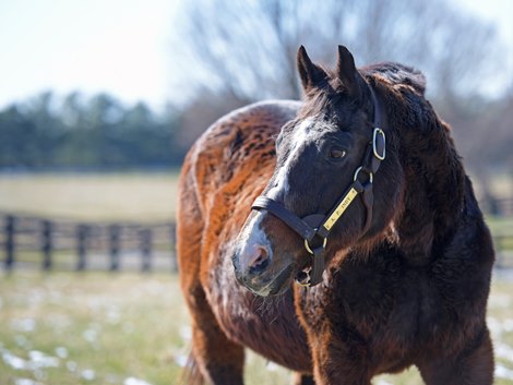 A.P. Indy, turning 30 on March 31, at Lane's End farm near Versailles, Ky., on March 6, 2019.