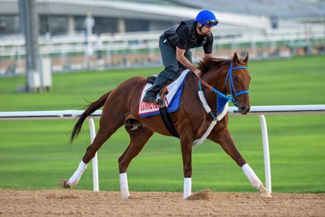 Gunnevera, Dubai World Cup, Dubai World Cup 2019, Meydan, Dubai, UAE, 3-26-19