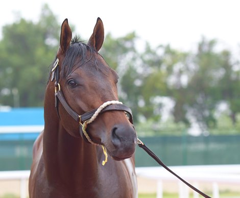 True Timber. Horses training for Dubai World Cup at Meydan in Dubai, UAE, on March 28, 2019