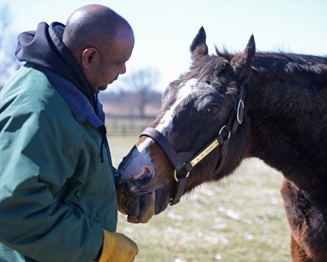 Asa. Haley playing with A.P. Indy, turning 30 on March 31, in his paddock at Lane&#39;s End farm near Versailles, Ky., on March 6, 2019.